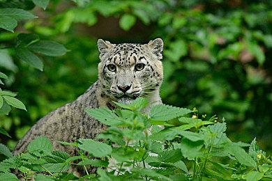 Steam Deck OLED性能有提升 2.0目前还不存在